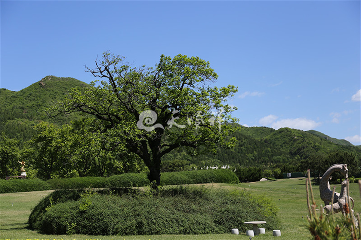 天寿陵园植被景观